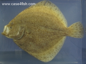 Foto Galerie/Pleuronectiformes/Scophthalmus maximus/Scophthalmus maximus_02_S.jpg
